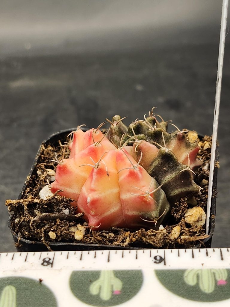 Gymnocalycium Mihanovichii Variegated Cactus Best of Both Worlds, Half Light Half Dark #8235 in 2" Pot - Image 2