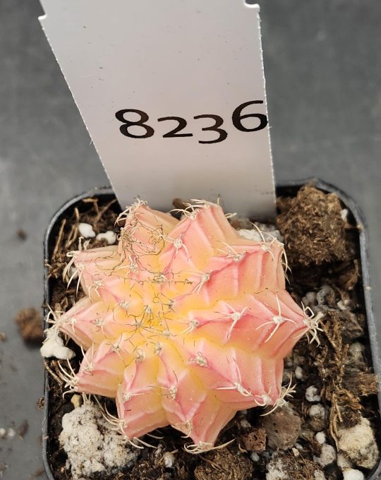 Gymnocalycium Mihanovichii Variegated Cactus Tall And Round Light Pink #8236 in 2" Pot