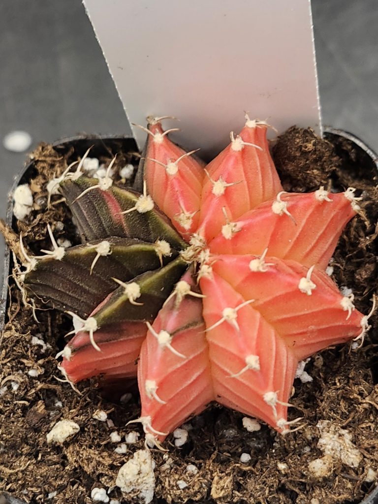 Gymnocalycium Mihanovichii Variegated Cactus Cherry Pie Missing A Slice #8238 in 2" Pot