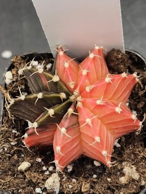 Gymnocalycium Mihanovichii Variegated Cactus Cherry Pie Missing A Slice #8238 in 2" Pot