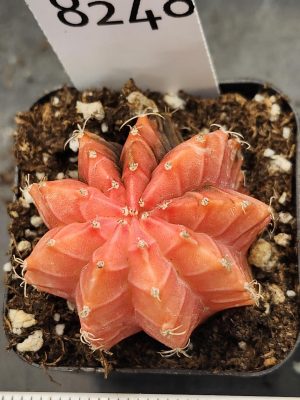 Gymnocalycium Mihanovichii Variegated Cactus Orangey Pink Full Color #8248 in 2" Pot