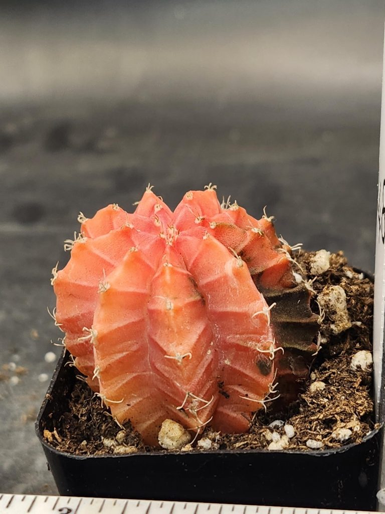 Gymnocalycium Mihanovichii Variegated Cactus Orangey Pink Full Color #8248 in 2" Pot - Image 2