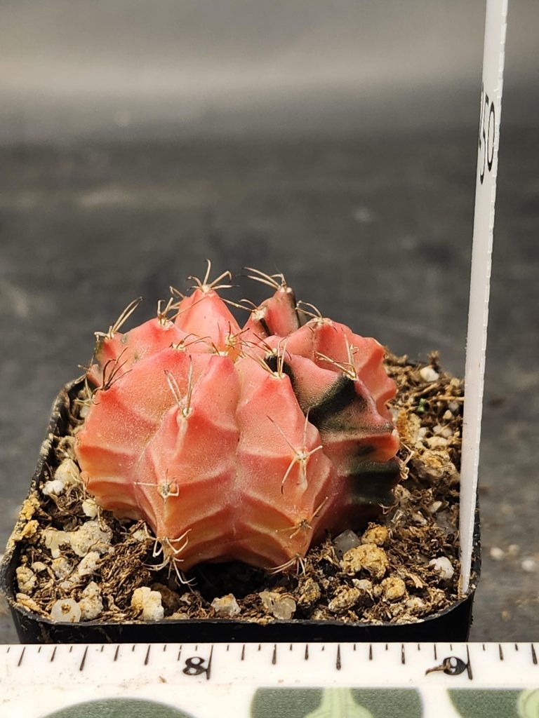 Gymnocalycium Mihanovichii Variegated Cactus Wicked Witch Pink #8250 in 2" Pot - Image 2