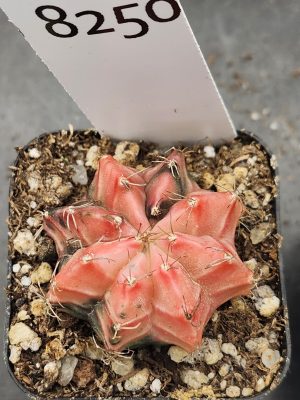 Gymnocalycium Mihanovichii Variegated Cactus Wicked Witch Pink #8250 in 2" Pot