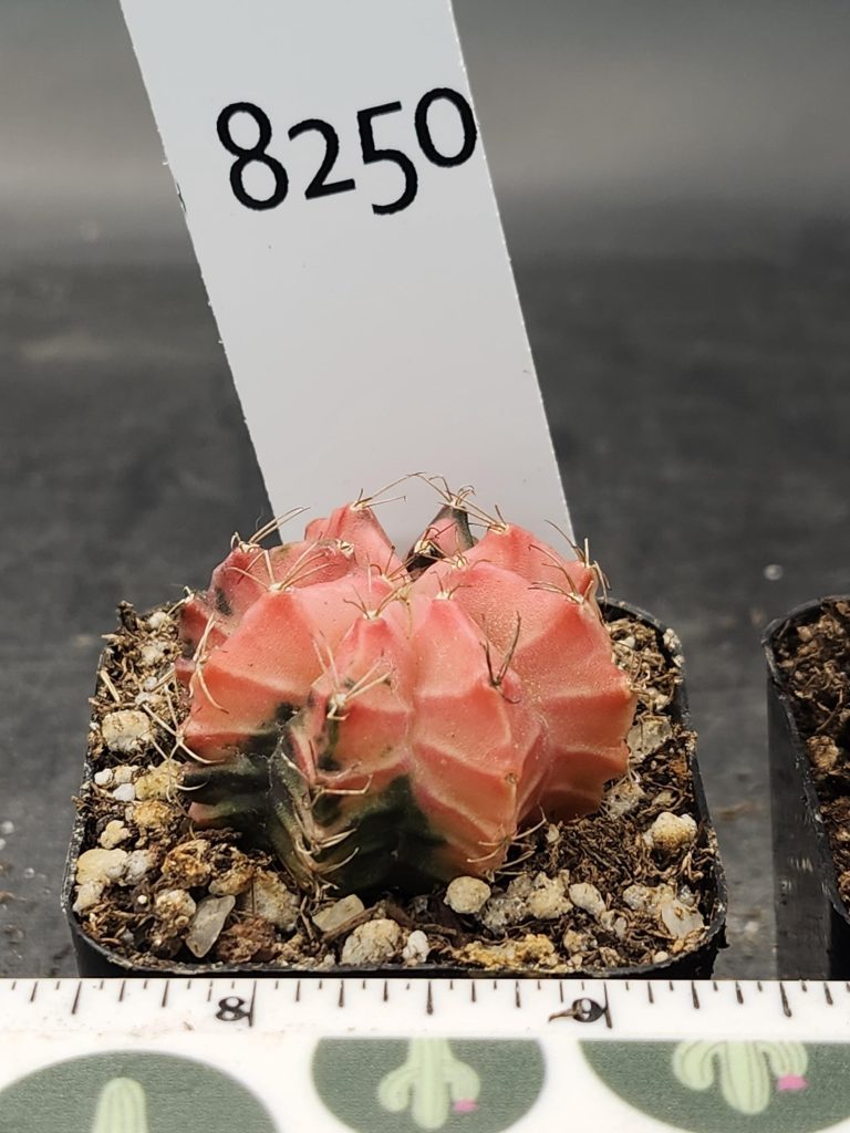 Gymnocalycium Mihanovichii Variegated Cactus Wicked Witch Pink #8250 in 2" Pot - Image 3