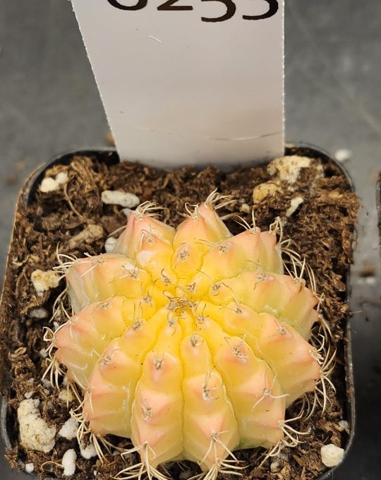 Gymnocalycium Mihanovichii Variegated Cactus Gorgeous Sun Look Alike Cactus #8253 in 2" Pot