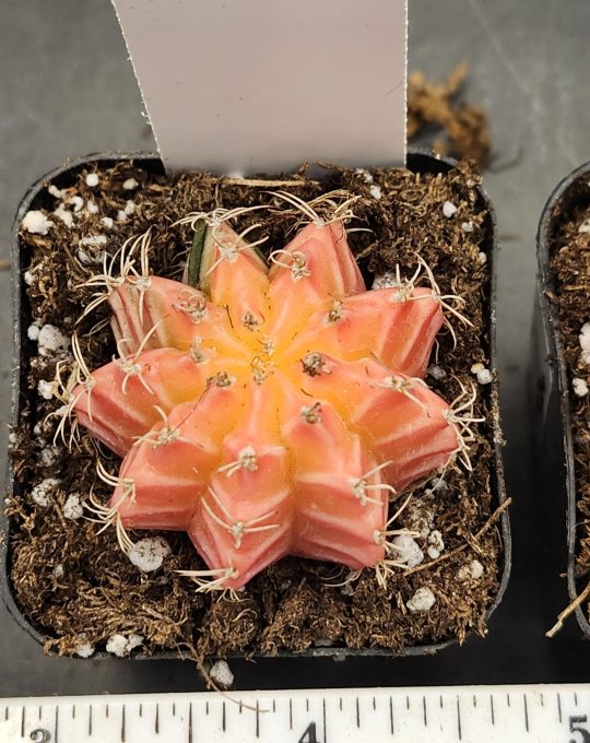 Gymnocalycium Mihanovichii Variegated Cactus Beautiful Uniform Pink Cactus #8263 in 2" Pot