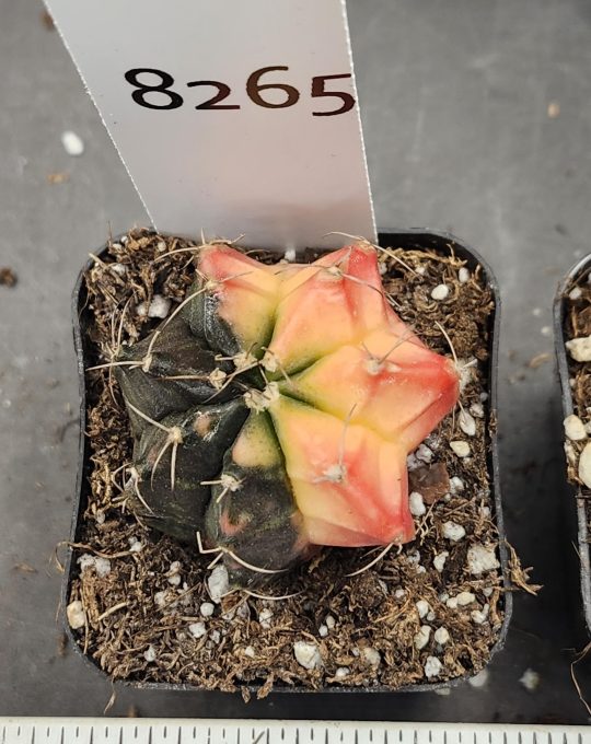 Gymnocalycium Mihanovichii Variegated Cactus Good VS. Bad #8265 in 2" Pot