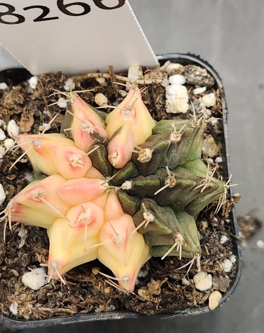 Gymnocalycium Mihanovichii Variegated Cactus Green Storm Takeover Into the Light #8266 in 2" Pot