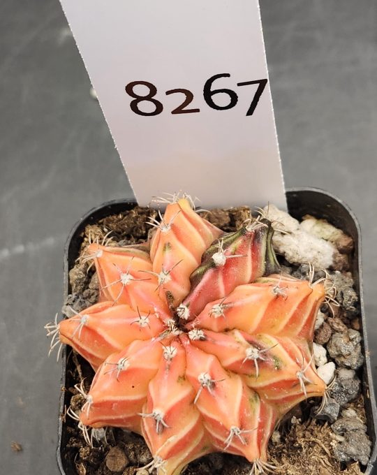 Gymnocalycium Mihanovichii Variegated Cactus Orange 9-Rib Cactus #8267 in 2" Pot