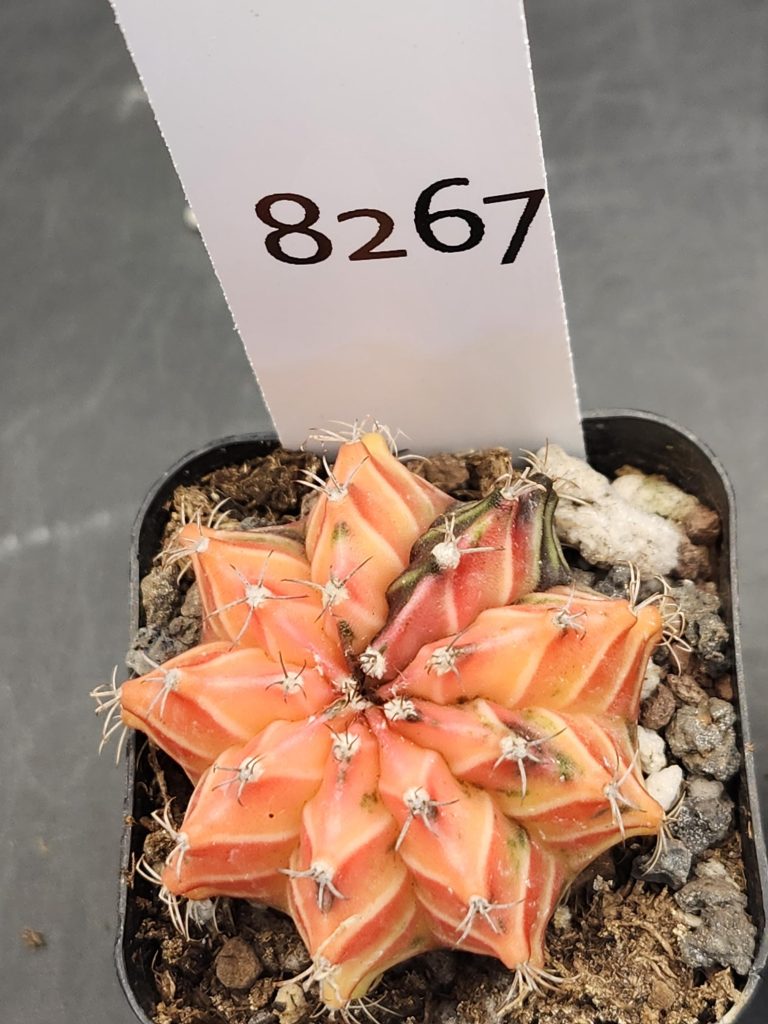 Gymnocalycium Mihanovichii Variegated Cactus Orange 9-Rib Cactus #8267 in 2" Pot