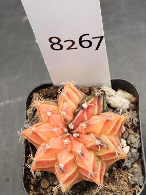Gymnocalycium Mihanovichii Variegated Cactus Orange 9-Rib Cactus #8267 in 2" Pot