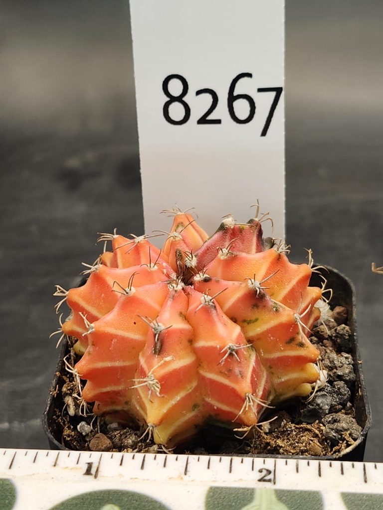 Gymnocalycium Mihanovichii Variegated Cactus Orange 9-Rib Cactus #8267 in 2" Pot - Image 3