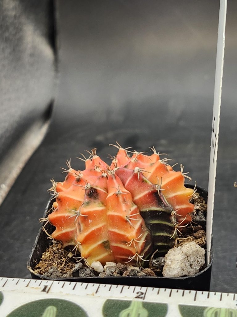 Gymnocalycium Mihanovichii Variegated Cactus Orange 9-Rib Cactus #8267 in 2" Pot - Image 2
