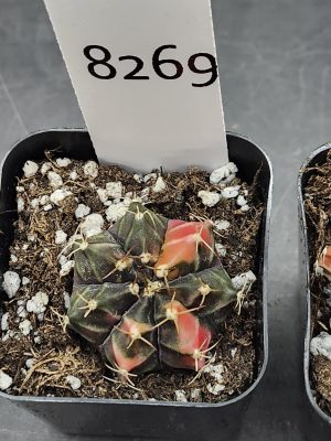 Gymnocalycium Mihanovichii Variegated Cactus Full Dark Purple with Slight Coloring #8269 in 2" Pot