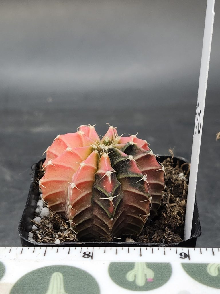 Gymnocalycium Mihanovichii Variegated Cactus Beautiful Pink With Dark Strips #8270 in 2" Pot - Image 2