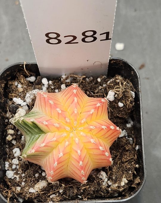 Gymnocalycium Mihanovichii Variegated Cactus Gorgeous Yellow, Green, and Pink Cactus #8281 in 2" Pot