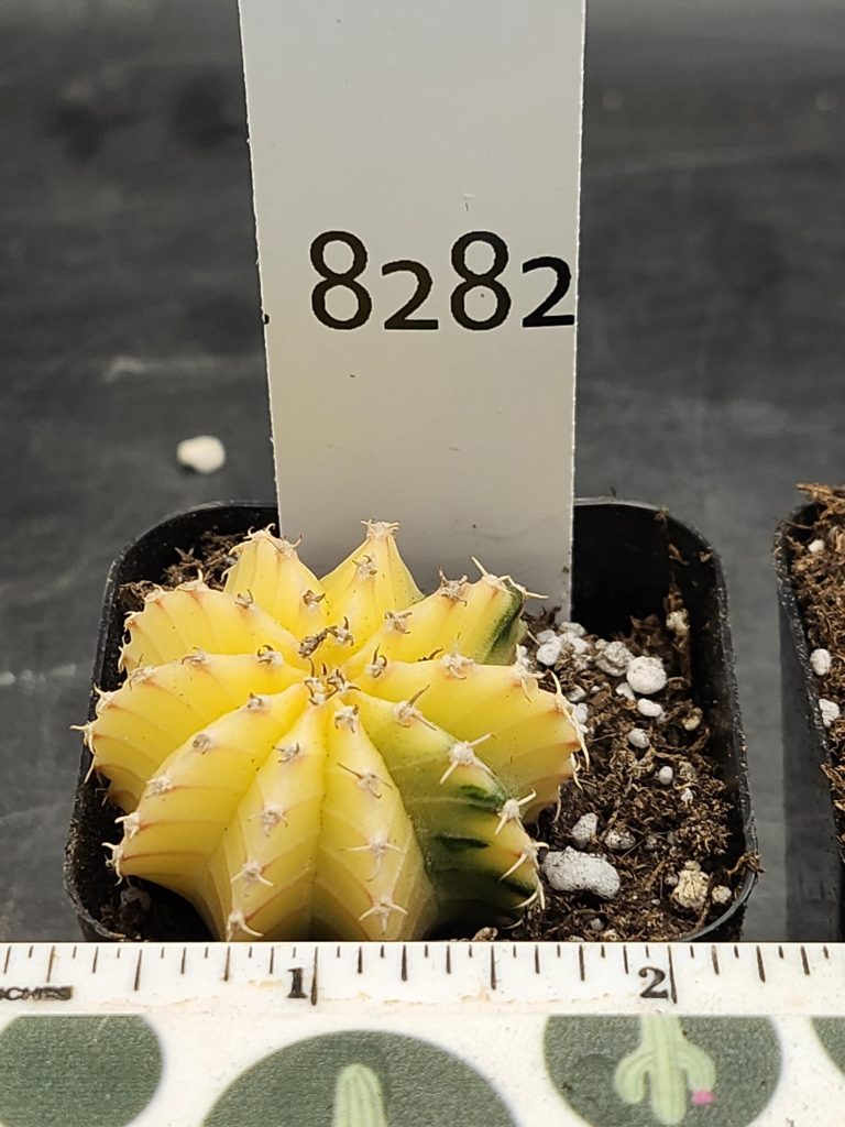 Gymnocalycium Mihanovichii Variegated Cactus Super Bright Lemon Yellow #8282 in 2" Pot - Image 3