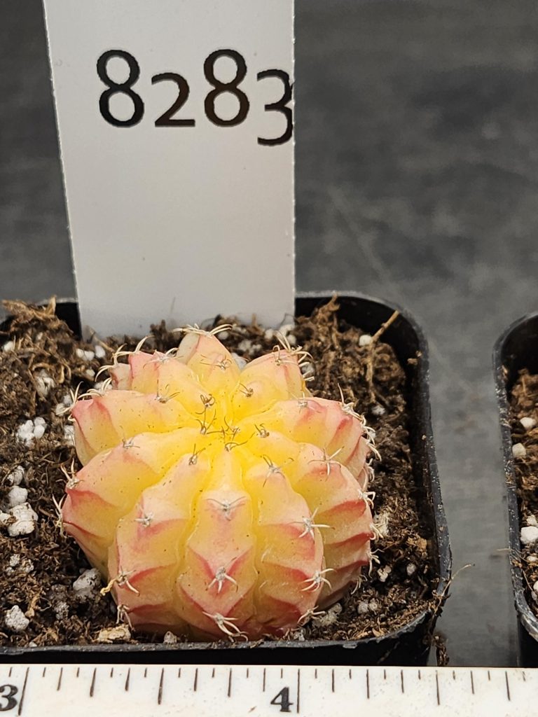 Gymnocalycium Mihanovichii Variegated Cactus Yellow, Pink Jelly Like Cactus #8283 in 2" Pot - Image 3