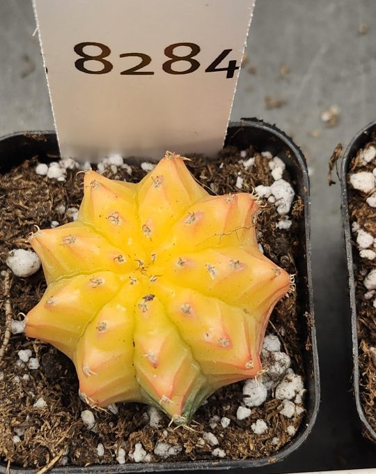 Gymnocalycium Mihanovichii Variegated Cactus Super Sun Bright Yellow Cactus #8284 in 2" Pot