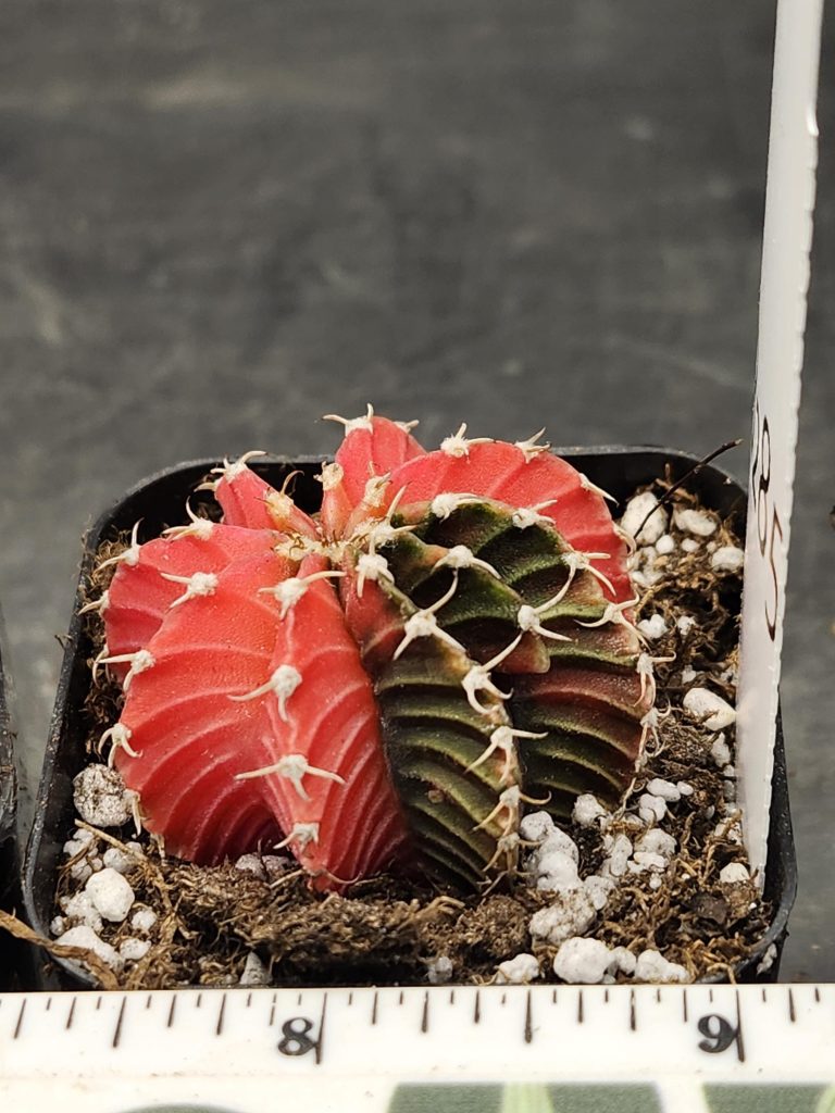 Gymnocalycium Mihanovichii Variegated Cactus Subtle Pink And Purple With New Rib Growth #8285 in 2" Pot - Image 2