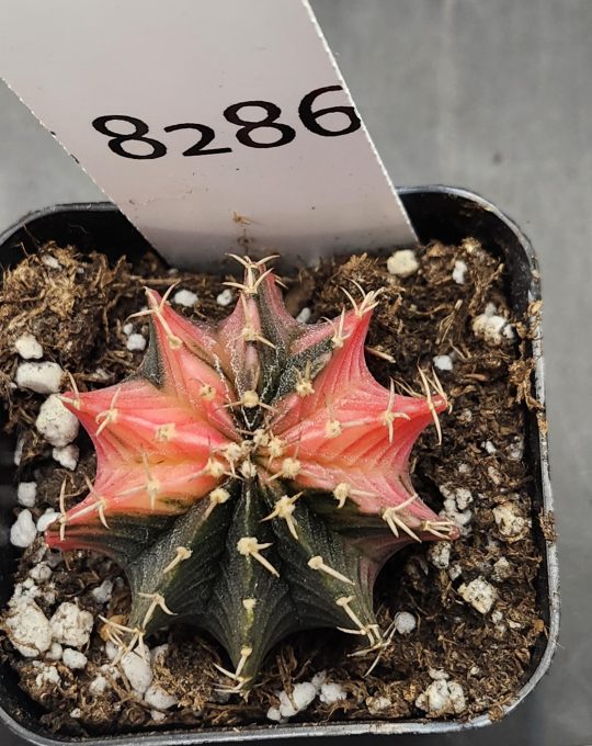 Gymnocalycium Mihanovichii Variegated Cactus Pink and Almost Black Purple #8286 in 2" Pot