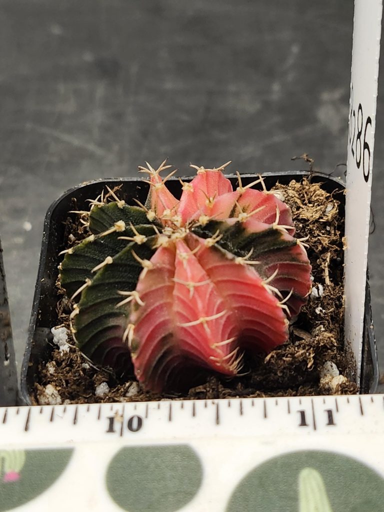 Gymnocalycium Mihanovichii Variegated Cactus Pink and Almost Black Purple #8286 in 2" Pot - Image 2