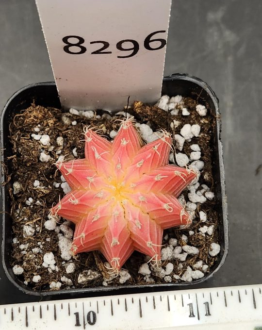 Gymnocalycium Mihanovichii Variegated Cactus Perfect 10-rib Pink With bright White Center #8296 in 2" Pot