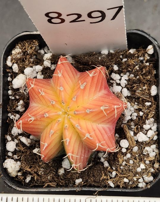 Gymnocalycium Mihanovichii Variegated Cactus Yellow Center Pink Cheveron Cactus  #8297 in 2" Pot