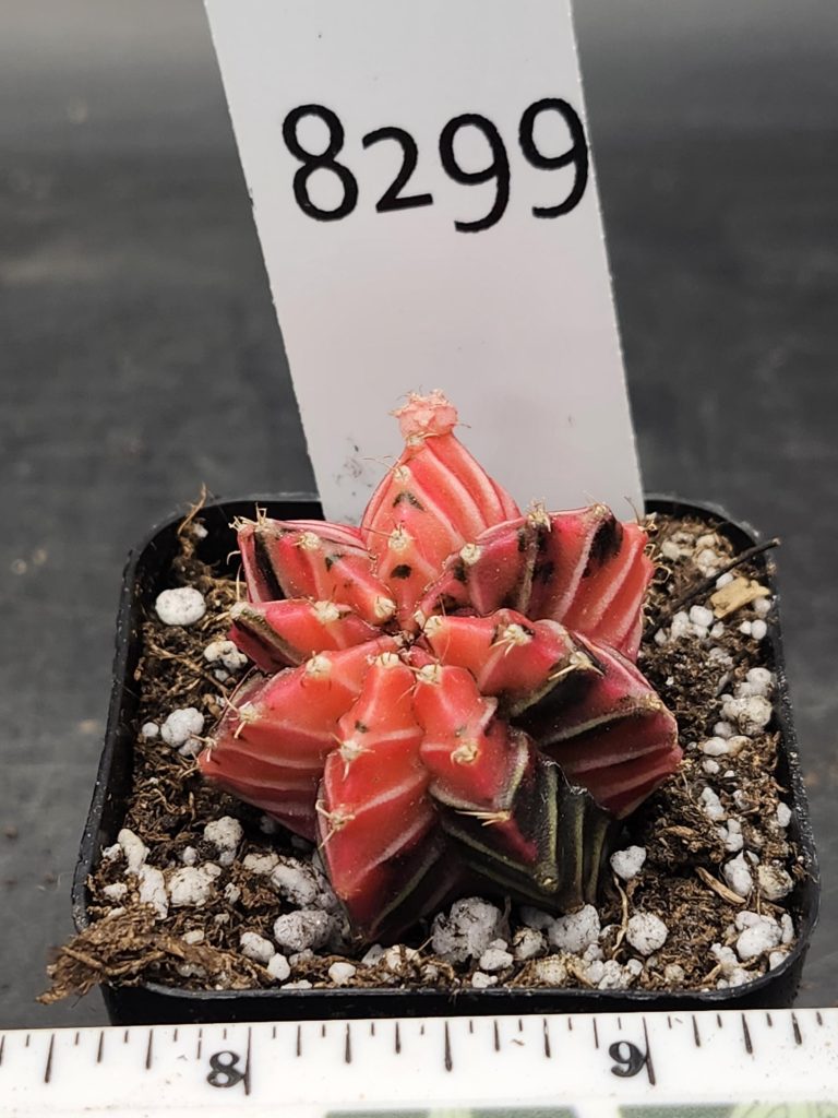 Gymnocalycium Mihanovichii Variegated Cactus Pretty in Pink With White Cheverons #8299 in 2" Pot - Image 3