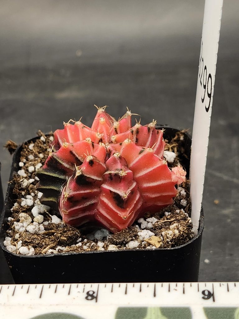 Gymnocalycium Mihanovichii Variegated Cactus Pretty in Pink With White Cheverons #8299 in 2" Pot - Image 2