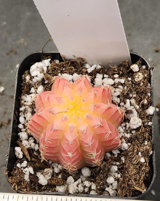 Gymnocalycium Mihanovichii Variegated Cactus Beautiful Light Pink  #260 in 2" Pot