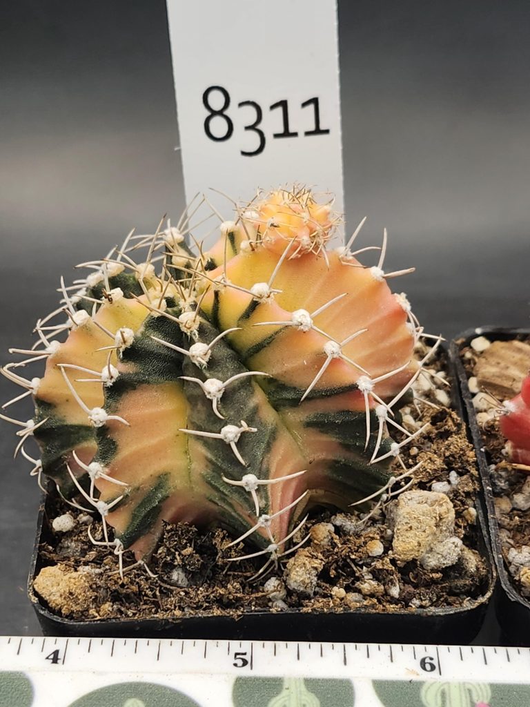 Gymnocalycium Mihanovichii Variegated Cactus Large Pale Orange with Deep Green #8311 in 3" Pot - Image 3