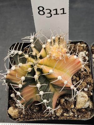 Gymnocalycium Mihanovichii Variegated Cactus Large Pale Orange with Deep Green #8311 in 3" Pot