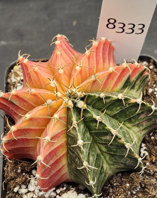 Gymnocalycium Mihanovichii Variegated Cactus Beautiful Large Orange and Green Coloring #8333 in 3" Pot