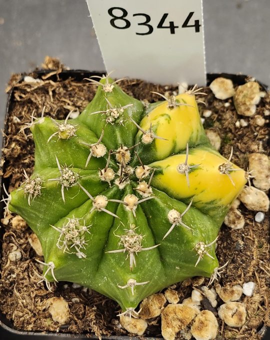 Gymnocalycium Mihanovichii Variegated Cactus Gorgeous Lemon Lime Colored Cactus #8344 in 2.75" Pot