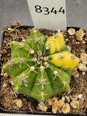 Gymnocalycium Mihanovichii Variegated Cactus Gorgeous Lemon Lime Colored Cactus #8344 in 2.75" Pot