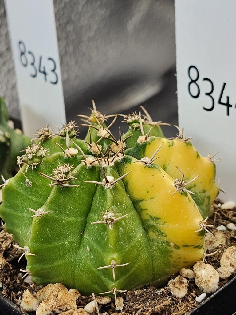 Gymnocalycium Mihanovichii Variegated Cactus Gorgeous Lemon Lime Colored Cactus #8344 in 2.75" Pot - Image 2