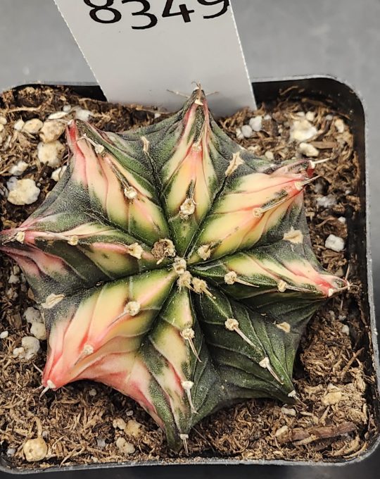 Gymnocalycium Mihanovichii Variegated Cactus Green Background with Splots of Yellow And Pink #8349 in 2.75" Pot