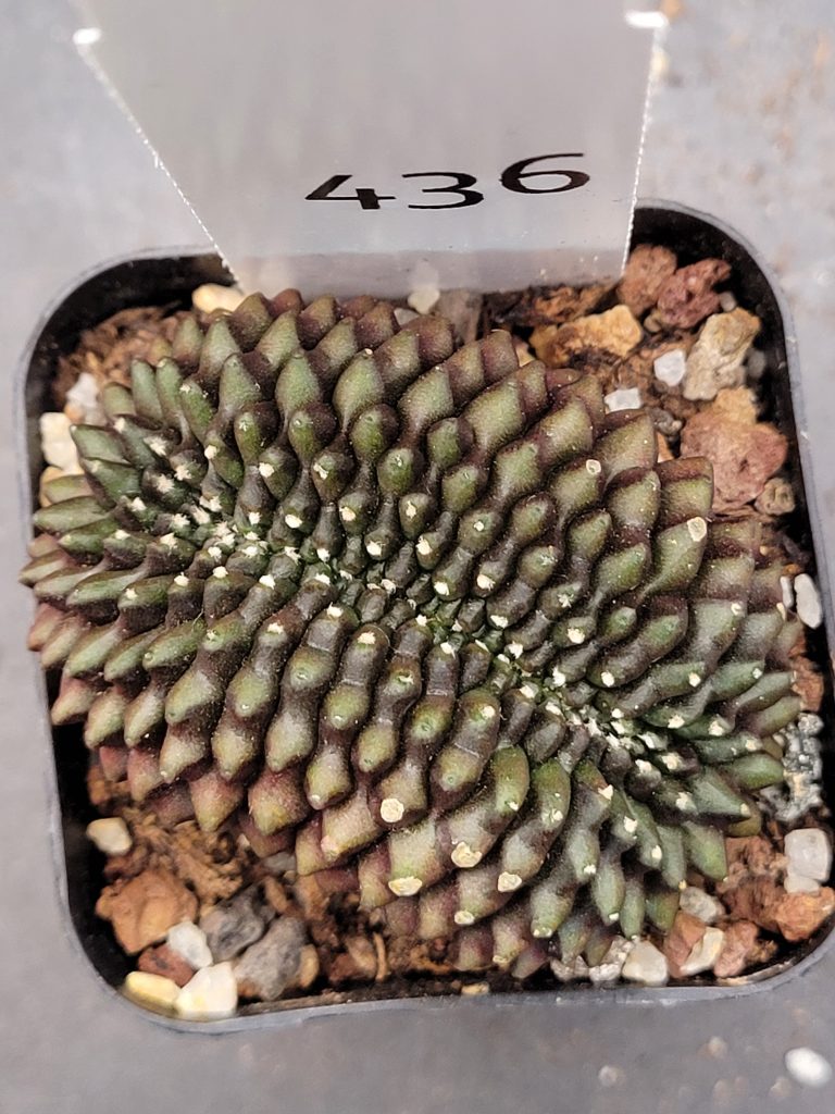 Gymnocalycium Cristata Crested Thornless Cactus Unique Rare Special Cacti Unique Spiral #436 - Image 6