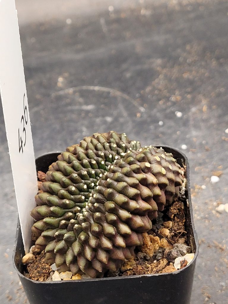 Gymnocalycium Cristata Crested Thornless Cactus Unique Rare Special Cacti Unique Spiral #436 - Image 7