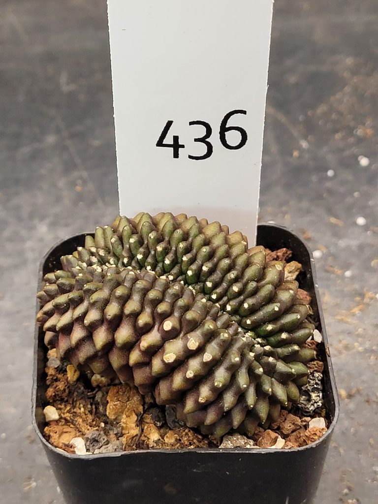 Gymnocalycium Cristata Crested Thornless Cactus Unique Rare Special Cacti Unique Spiral #436
