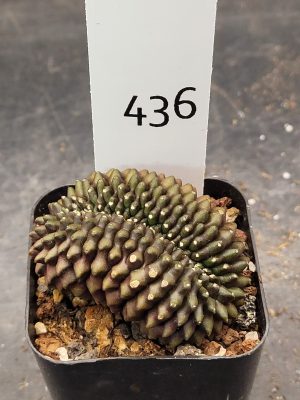 Gymnocalycium Cristata Crested Thornless Cactus Unique Rare Special Cacti Unique Spiral #436