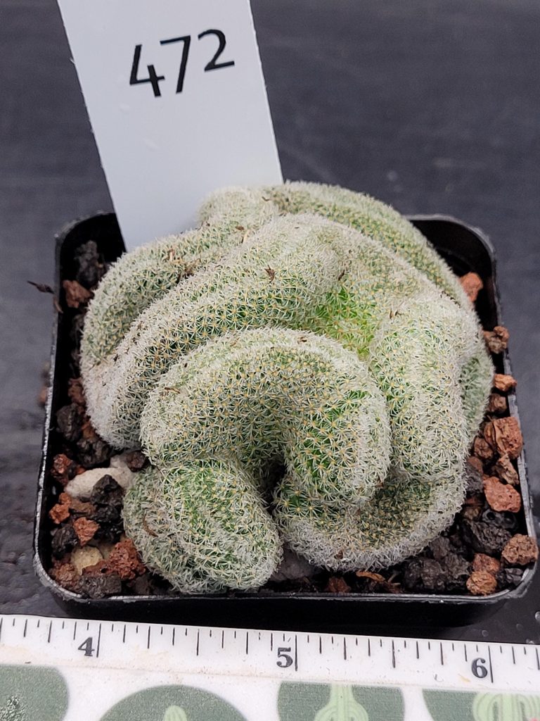 Mammillaria Perbella Cristata Brain Cactus Unique Striking Funky Cactus Fun Pretty #472 -3.5 inch pot - Image 3