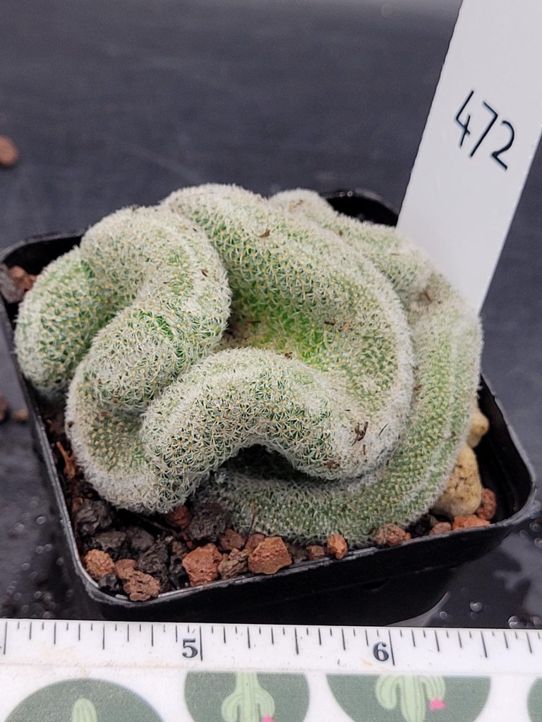 Mammillaria Perbella Cristata Brain Cactus Unique Striking Funky Cactus Fun Pretty #472 -3.5 inch pot - Image 4
