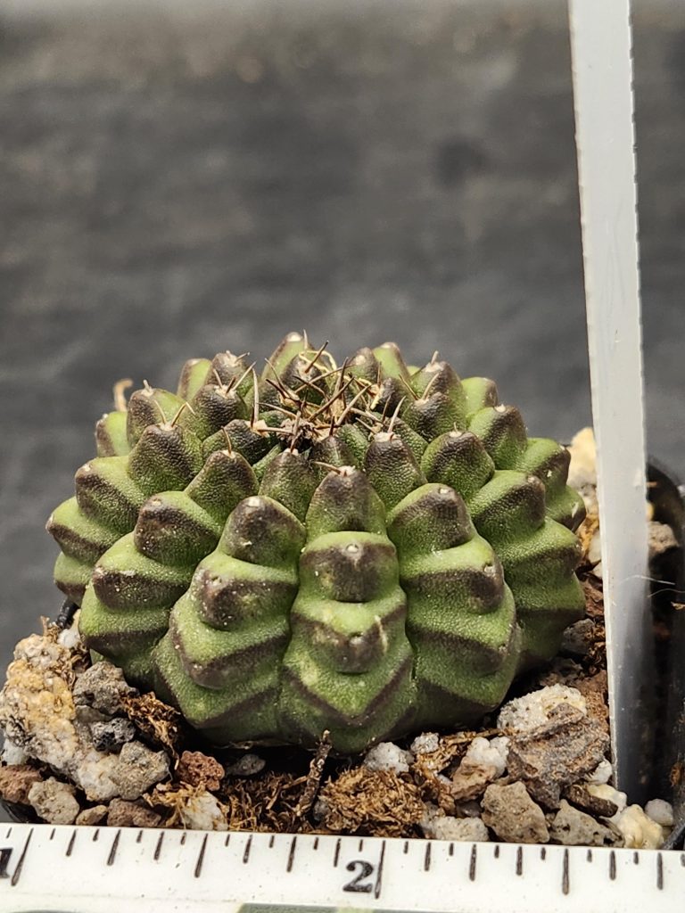 Gymnocalycium Cristata Crested Thornless Cactus Unique Rare Special Cacti #7974 - Image 2