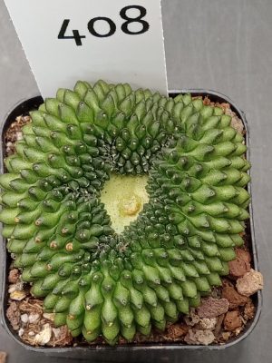 Gymnocalycium Cristata Crested Thornless Cactus Unique Rare Special Cacti Unique Spiral #408