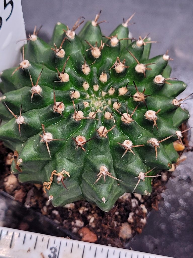 Gymnocalycium Cristata Crested Going Thornless Cactus Unique Rare Special Cacti #435