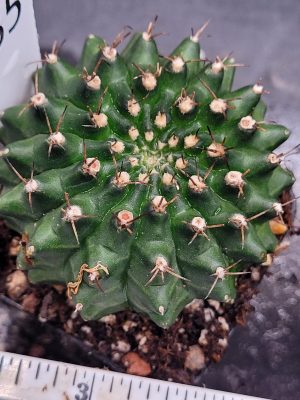 Gymnocalycium Cristata Crested Going Thornless Cactus Unique Rare Special Cacti #435