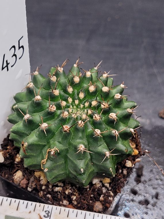 Gymnocalycium Cristata Crested Going Thornless Cactus Unique Rare Special Cacti #435 - Image 5
